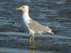 Yellow-legged Gull at Two Tree Island (Steve Arlow) (133987 bytes)